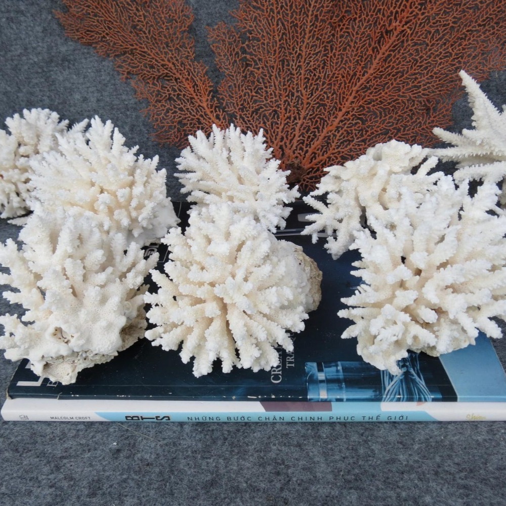 1個入り天然白珊瑚クラスター海洋の貝殻飾り、水槽装飾、ビーチ - Marine Aquarium & Regional Centre Photos のレビューと価格