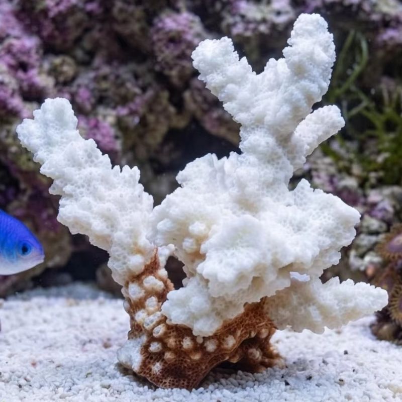 1個入り天然白珊瑚クラスター海洋の貝殻飾り、水槽装飾、ビーチ - Marine Aquarium & Regional Centre Photos のレビューと価格